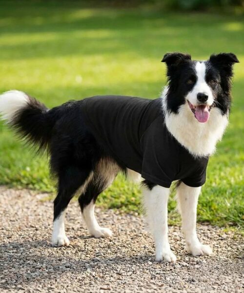 pink pig print  pp001 003