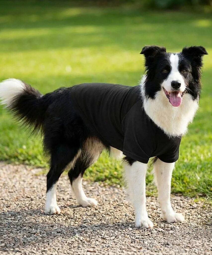 pink pig print  pp001 003